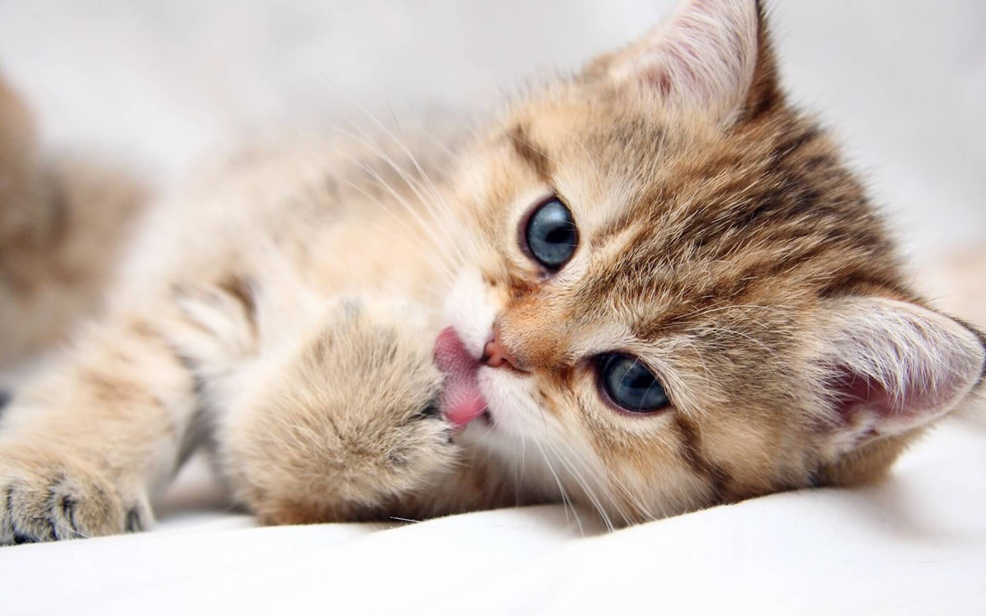 https://www.baldivisvet.com.au/wp-content/uploads/2017/10/cats-cute-cat-licking-paw1920.jpg