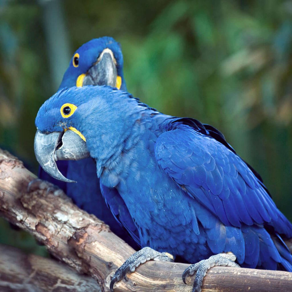 parrot - Baldivis Vet Hospital