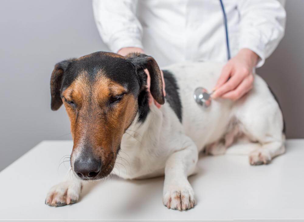when should i take my sick dog to the vet
