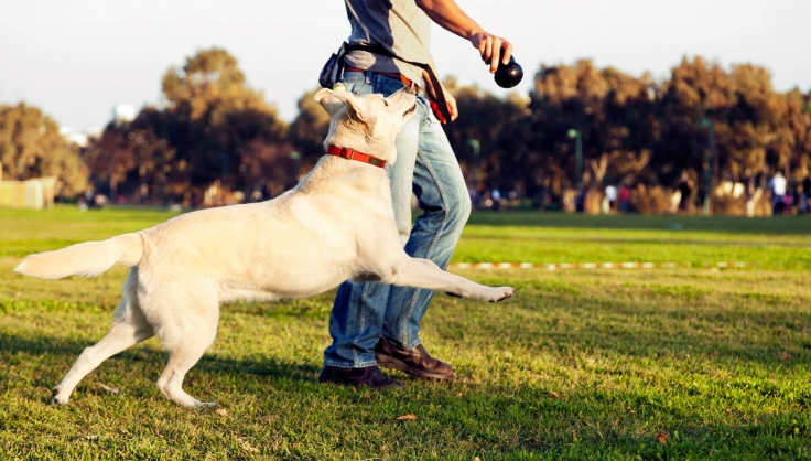 how often should i walk my bulldog